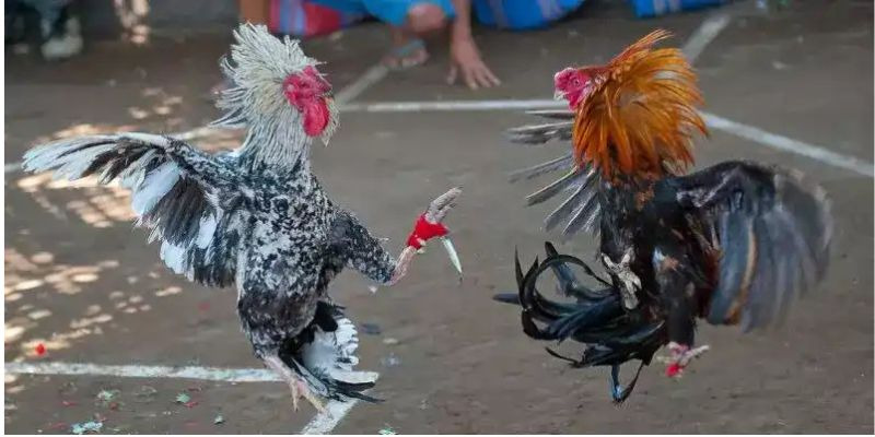 Tìm hiểu kỹ mỗi chiến kê tham gia, lựa chọn nhà cái uy tín