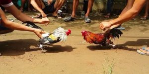 Đá gà Campuchia chuyên nghiệp và hợp pháp