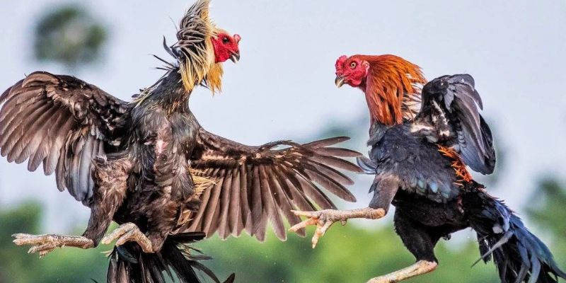 Trang đá gà trực tuyến uy tín yên tâm tham gia đặt cược